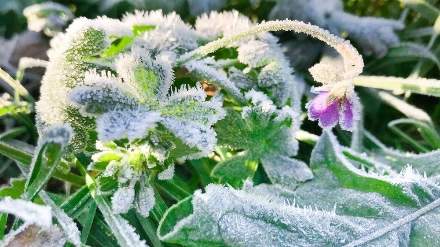Заморозки в Ростовской области: Сельхозкультуры под угрозой
