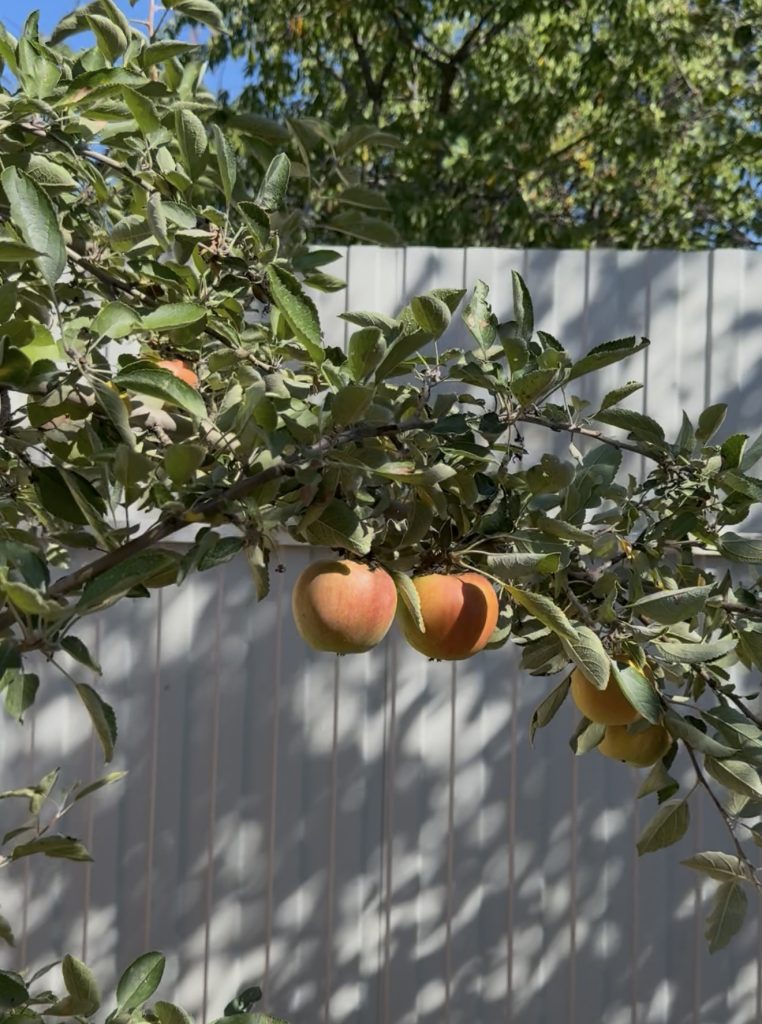 Щедрый сад с первой попытки: 7 шагов, после которых дерево начнёт плодоносить