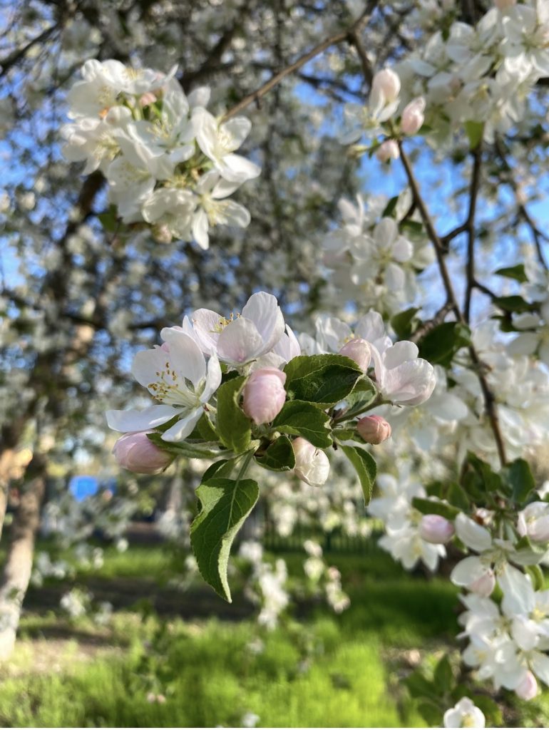 Заморозки на Дону могут повредить цветущие косточковые культуры