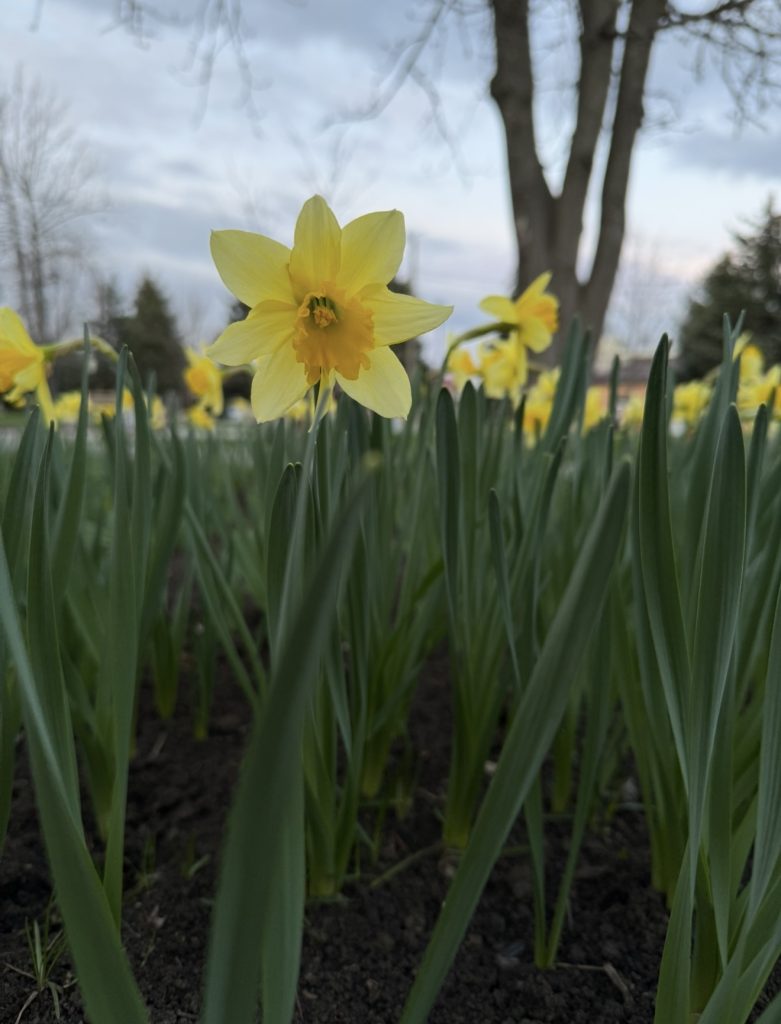 Апрельское лето: Мартыновский район возвращается к теплу до +18°