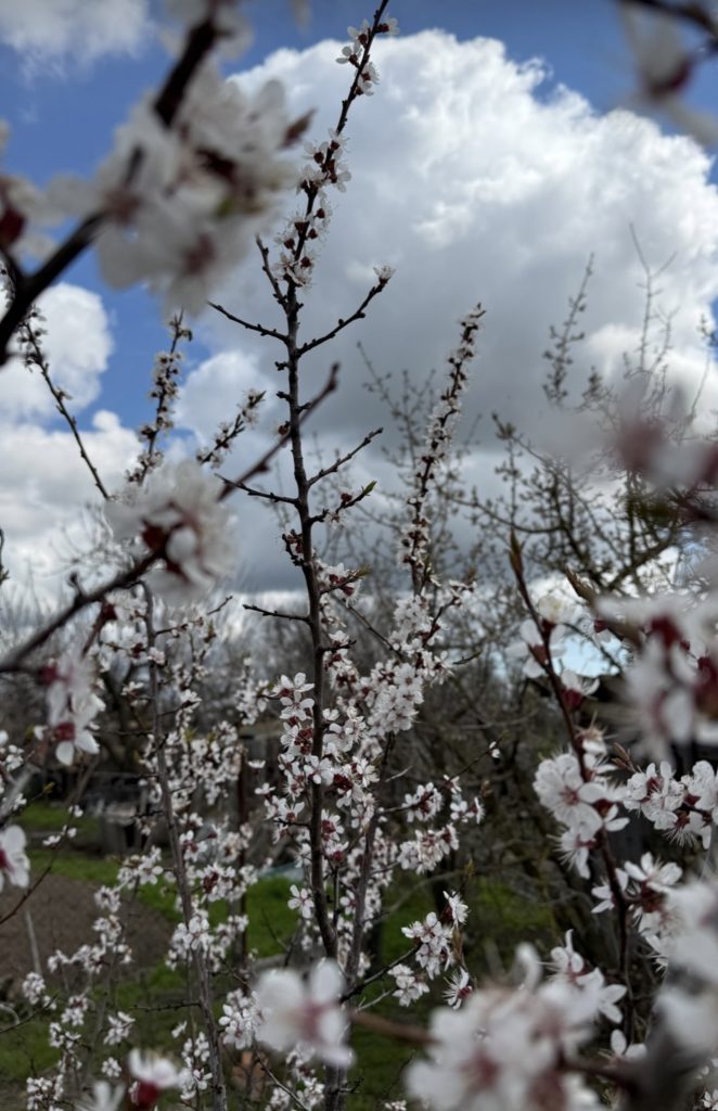 Мартыновский район встречает апрельское тепло: идеальный день для весенних активностей
