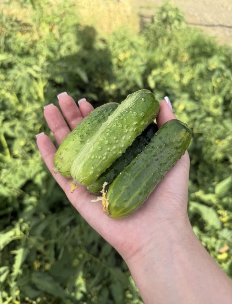 30 дней до урожая: пошаговая инструкция по посеву кабачков, тыкв и огурцов