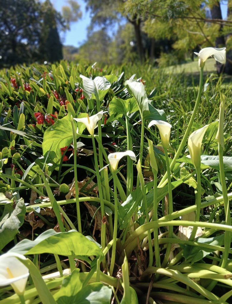 Забудьте о петунии! 5 потрясающих растений, которые украсят ваш сад