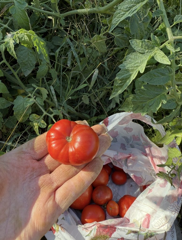 5 натуральных средств для крепкой рассады помидоров: секреты опытных дачников