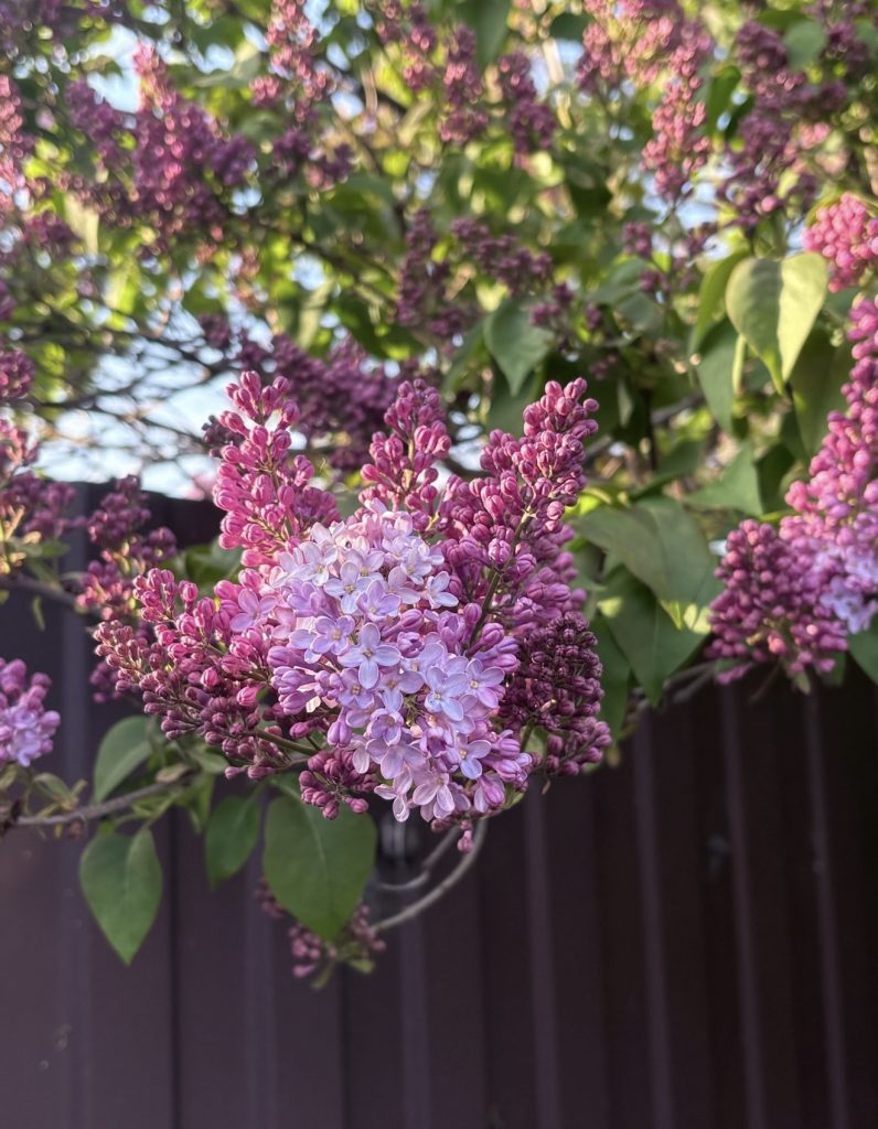 Теплая суббота в Мартыновском районе: +18° и никаких осадков