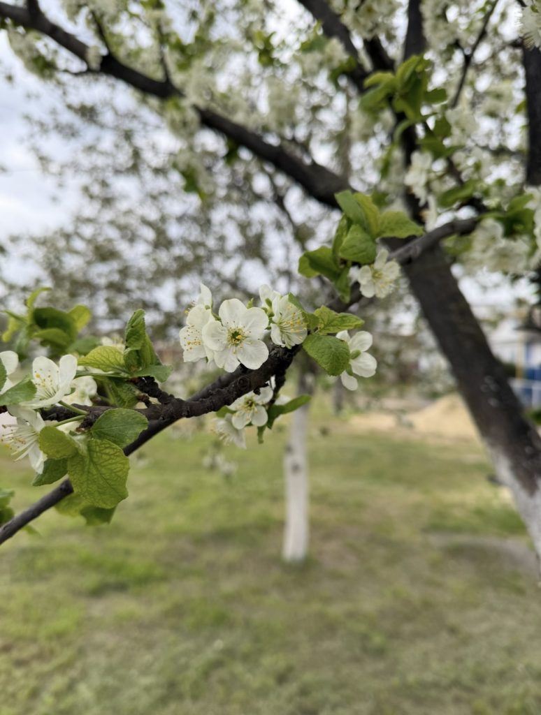 Дождливая пауза весны: готовимся к прохладному воскресенью в Мартыновском районе