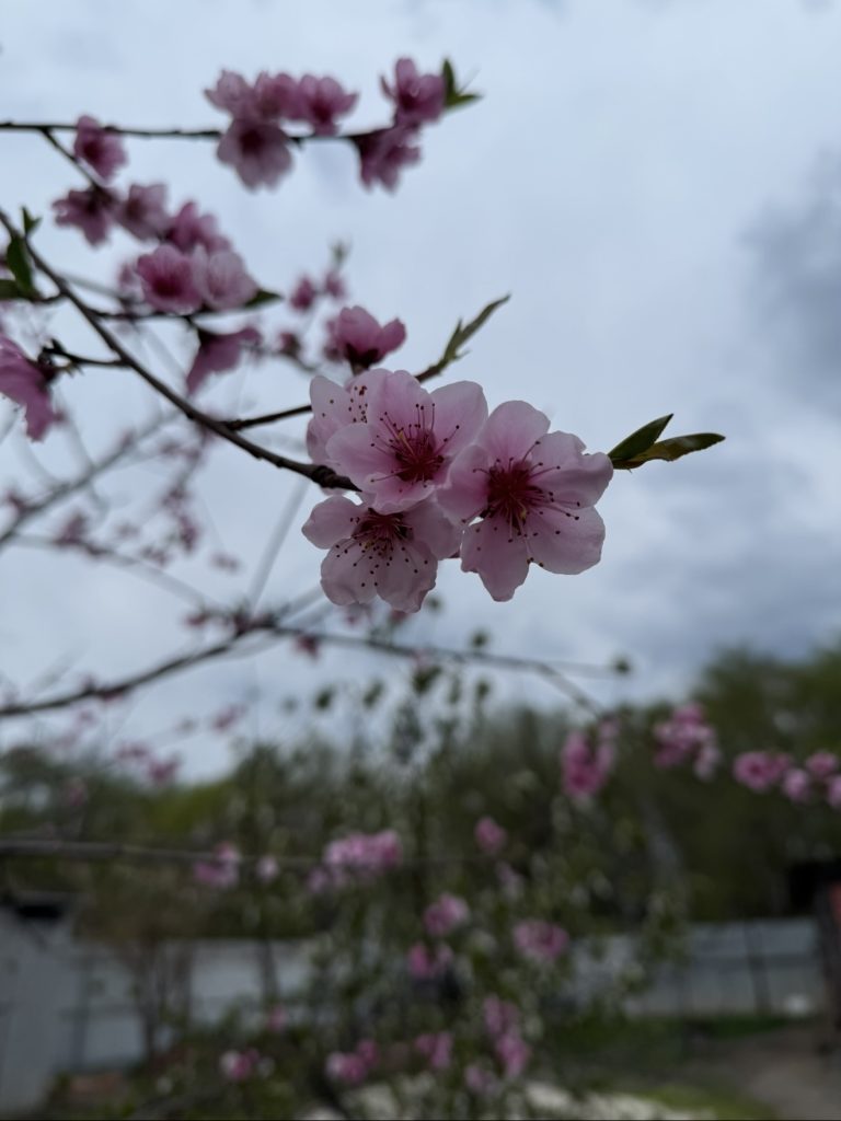 Пасмурная середина недели в Мартыновском районе: дожди, +9° и низкое давление