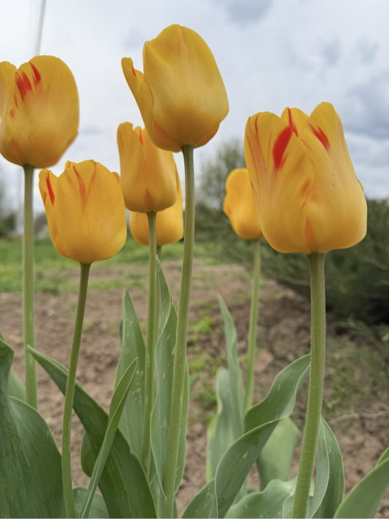 Мартыновский район: Переменчивый четверг с порывистым ветром и ночными заморозками