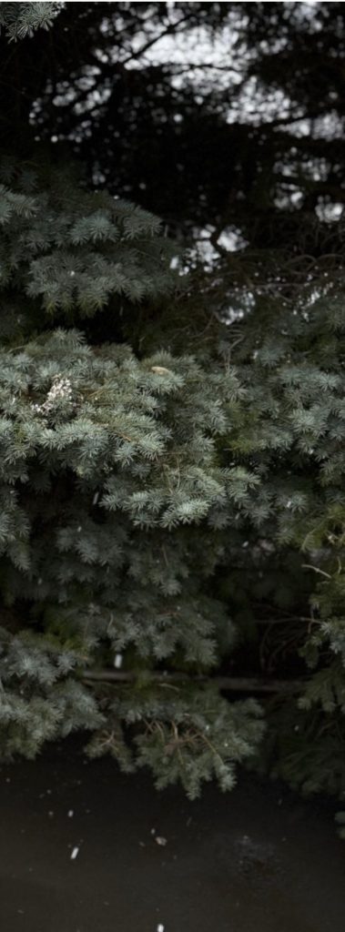 Дон возрождается: 1350 гектаров зелени вернутся в Ростовскую область после пожаров