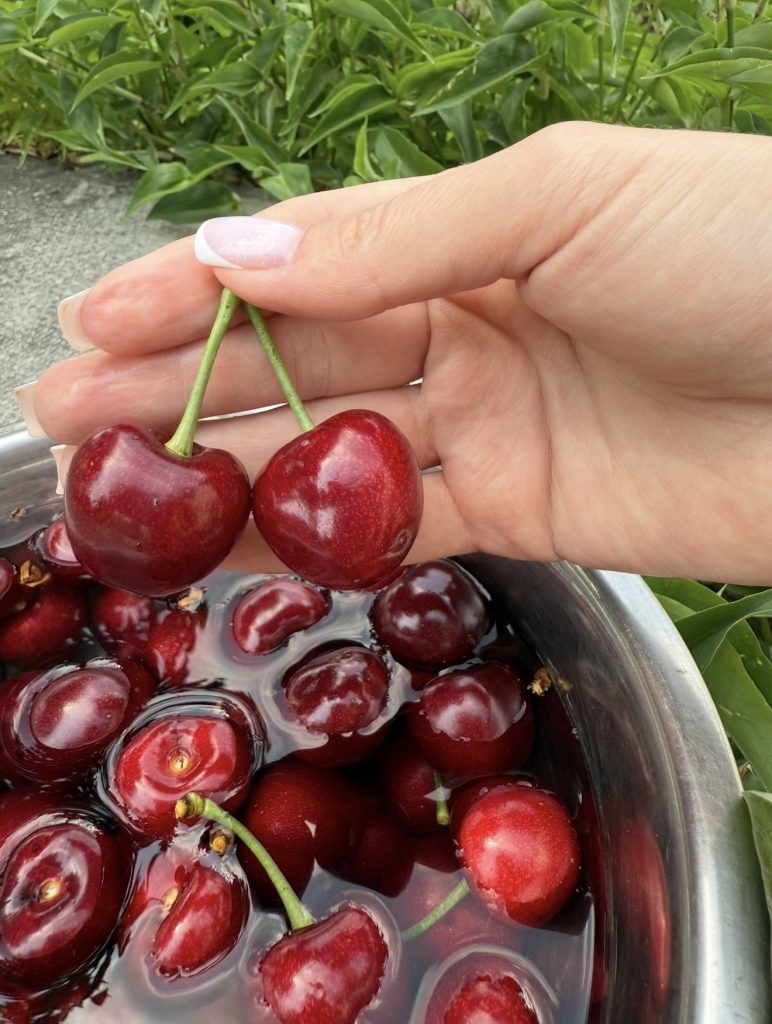 10 некапризных сортов черешни для Ростовской области: щедрый урожай южных ягод