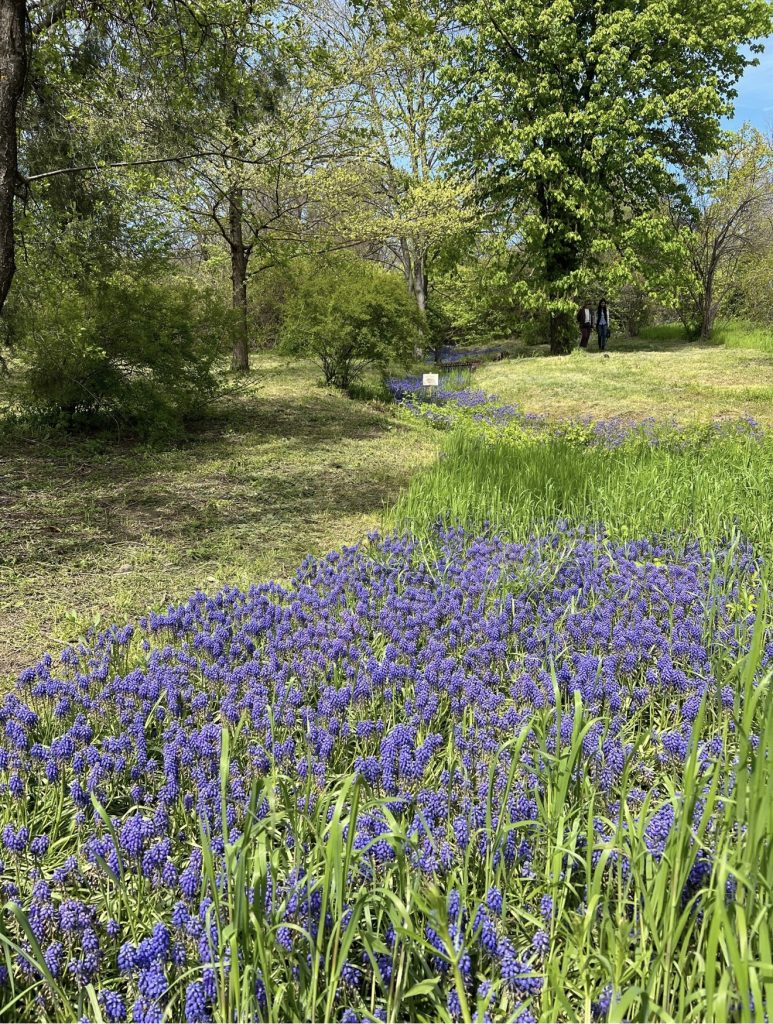 Мартын Лисогон: почему 27 апреля лис ловят голыми руками, а ворон считают предсказателями погоды
