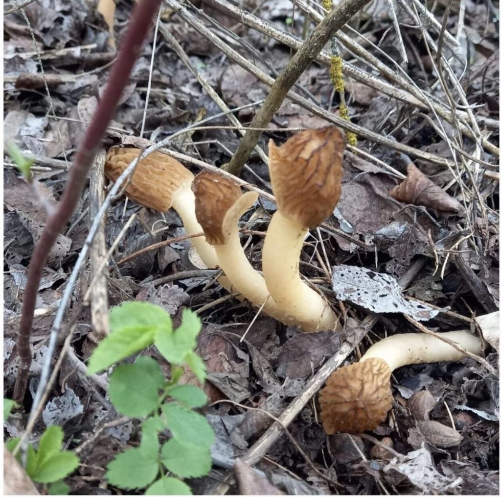 Весна в Мартыновском районе: 28 апреля — день «грибных» дождей и уютного ветра