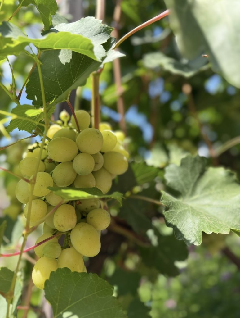 Донские виноделы подтвердили лидерство: «Цимлянские вина» завоевали 10 медалей в престижном рейтинге Top100Wines