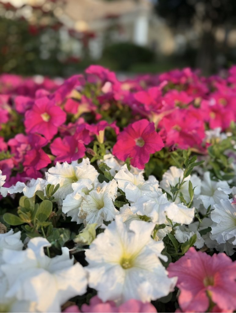 Не дайте петунии уйти в «лопухи»: как одной обрезкой спасти цветник и продлить цветение до октября