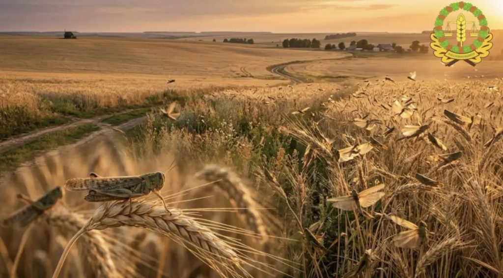 Спокойная весна полей: специалисты Ростовского Россельхозцентра подвели итоги обследований на саранчовых вредителей