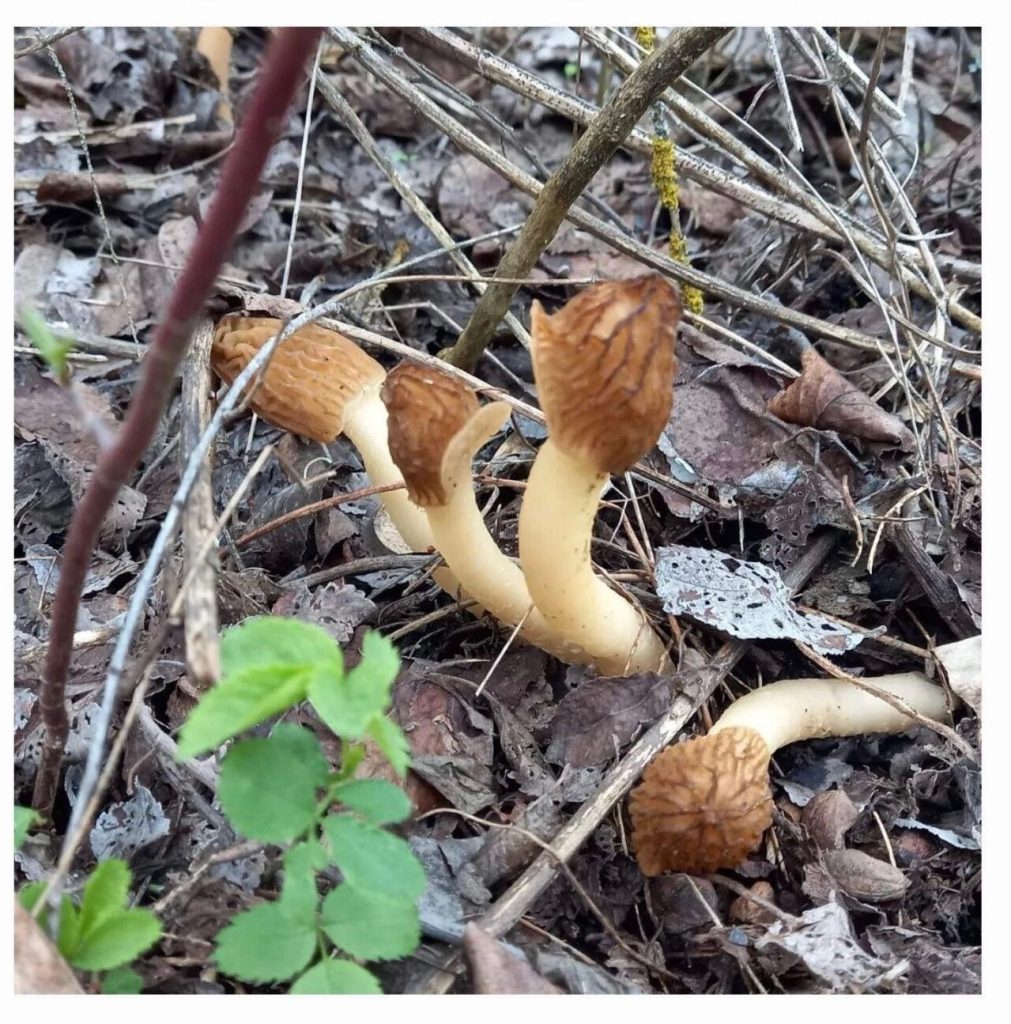 Опасные весенние грибы: строчки, сморчки и как избежать отравления