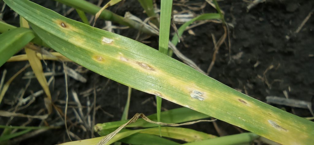 Когда пятна имеют значение: как вовремя обнаружить пиренофороз пшеницы