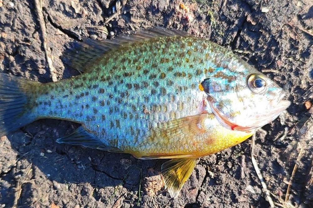 Агрессивный захватчик: как солнечный окунь угрожает рыбным богатствам Дона