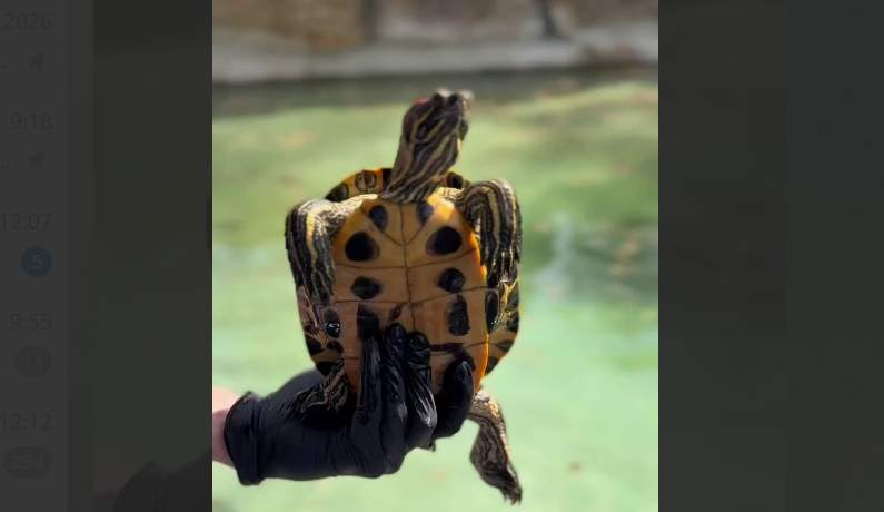 Весеннее пробуждение в «Лога»: красноухие черепахи вернулись домой!