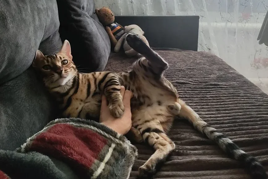 Заболевания кошек, опасные для человека: рекомендации ветеринара