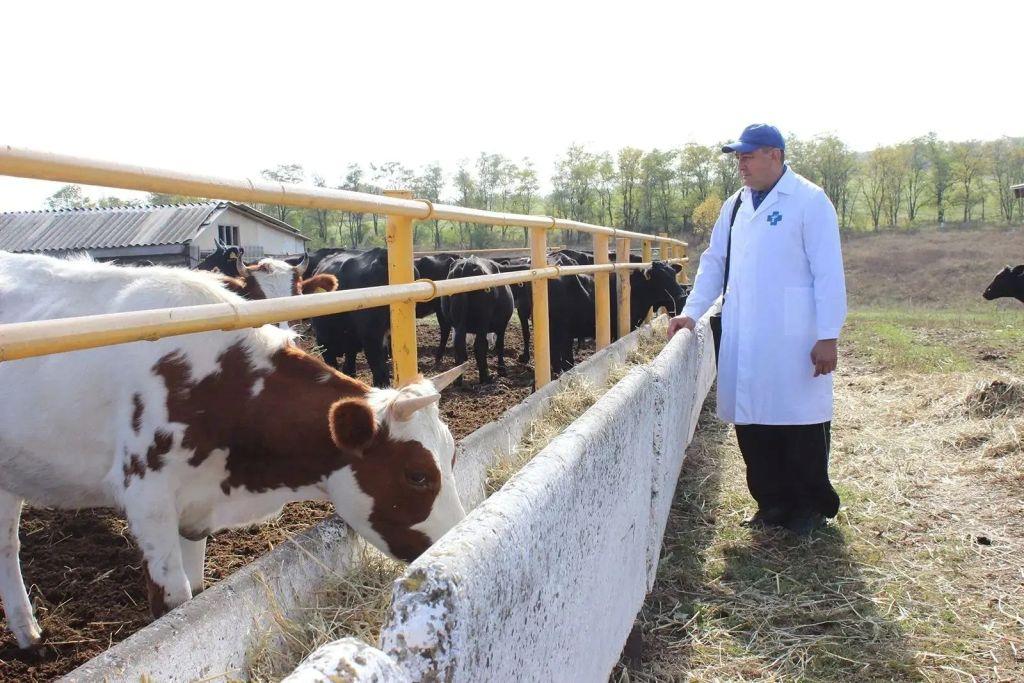 Щит для стада: в Ростовской области стартовали весенние ветобработки скота